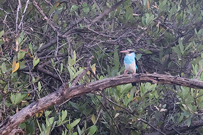 Blue-breasted Kingfisher